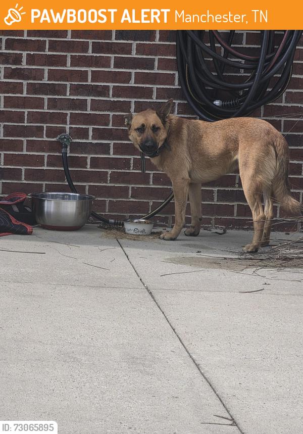 Found/Stray Male Dog last seen Na, Manchester, TN 37355