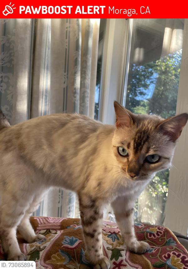 Lost Female Cat last seen Russell Dr. and Camino Pablo / Russell Dr and David Dr. Moraga, The Bluffs, CA, Moraga, CA 94556