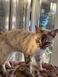 Lost Female Cat last seen Russell Dr. and Camino Pablo / Russell Dr and David Dr. Moraga, The Bluffs, CA, Moraga, CA 94556