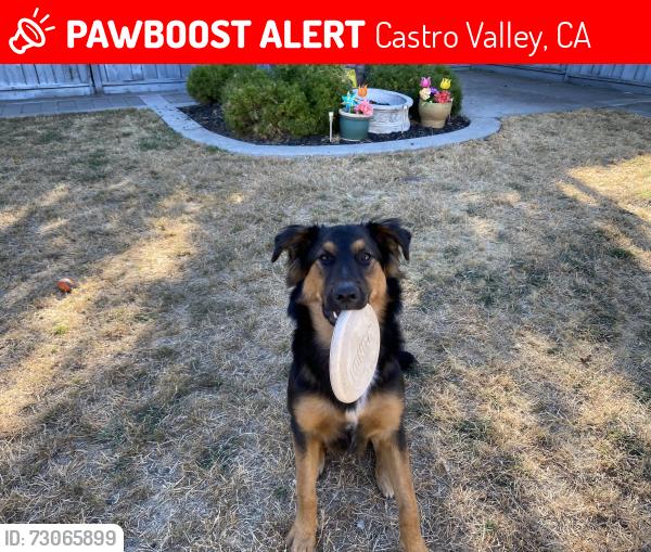 Lost Male Dog last seen grove way castro valley, Castro Valley, CA 94546