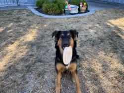 Lost Male Dog last seen grove way castro valley, Castro Valley, CA 94546