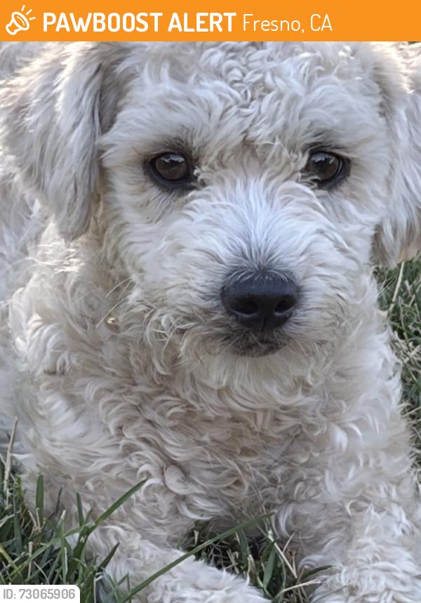 Found/Stray Female Dog last seen Chateau Fresno and McKinley, Fresno, CA 93723