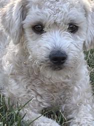 Found/Stray Female Dog last seen Chateau Fresno and McKinley, Fresno, CA 93723
