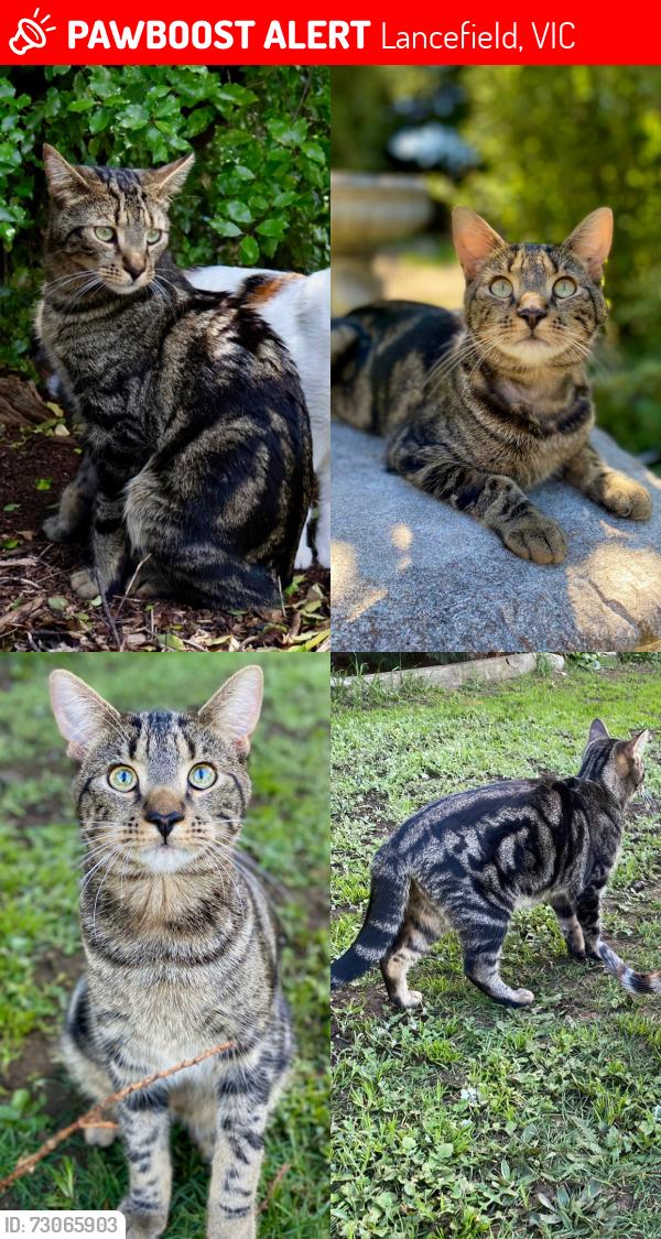 Lost Male Cat last seen Bennett close Lancefield, Lancefield, VIC 3435