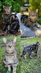 Lost Male Cat last seen Bennett close Lancefield, Lancefield, VIC 3435