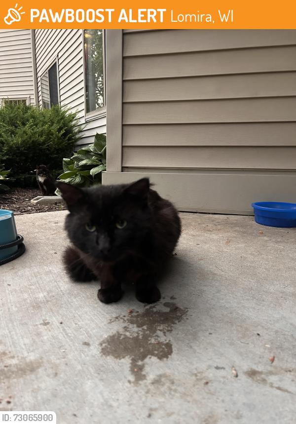 Found/Stray Unknown Cat last seen Hwy 175 and 49, Lomira, WI 53048