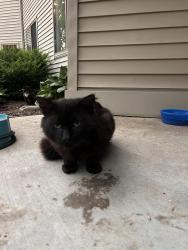 Found/Stray Unknown Cat last seen Hwy 175 and 49, Lomira, WI 53048