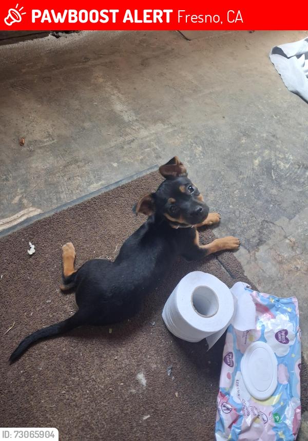 Lost Female Dog last seen Tulare and Waterman, Fresno, CA 93706