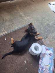 Lost Female Dog last seen Tulare and Waterman, Fresno, CA 93706