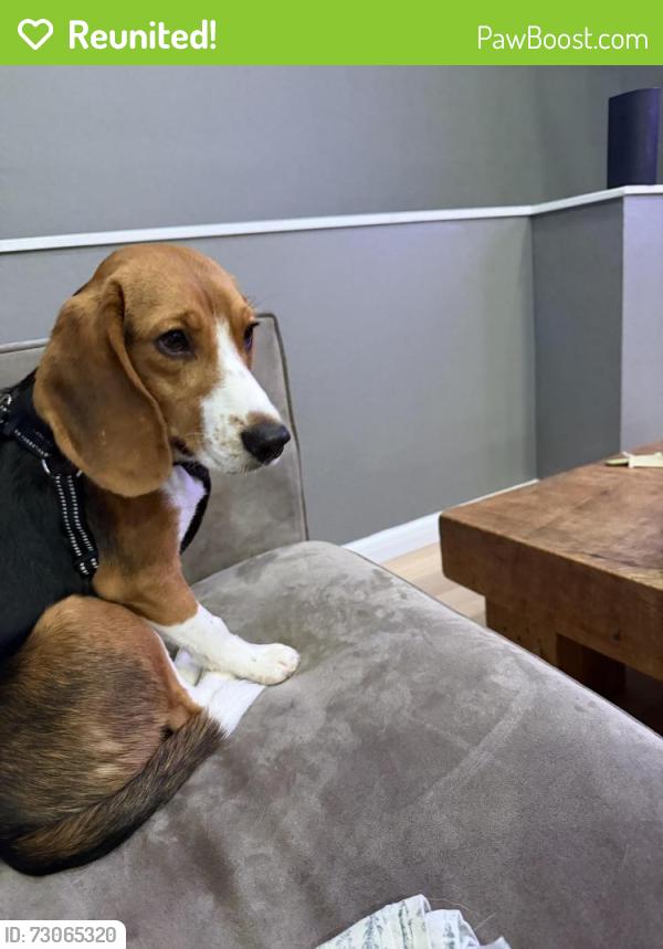 Reunited Male Dog last seen Panoramic Highway a few blocks from Mountain Home Inn, Mill Valley, CA 94941
