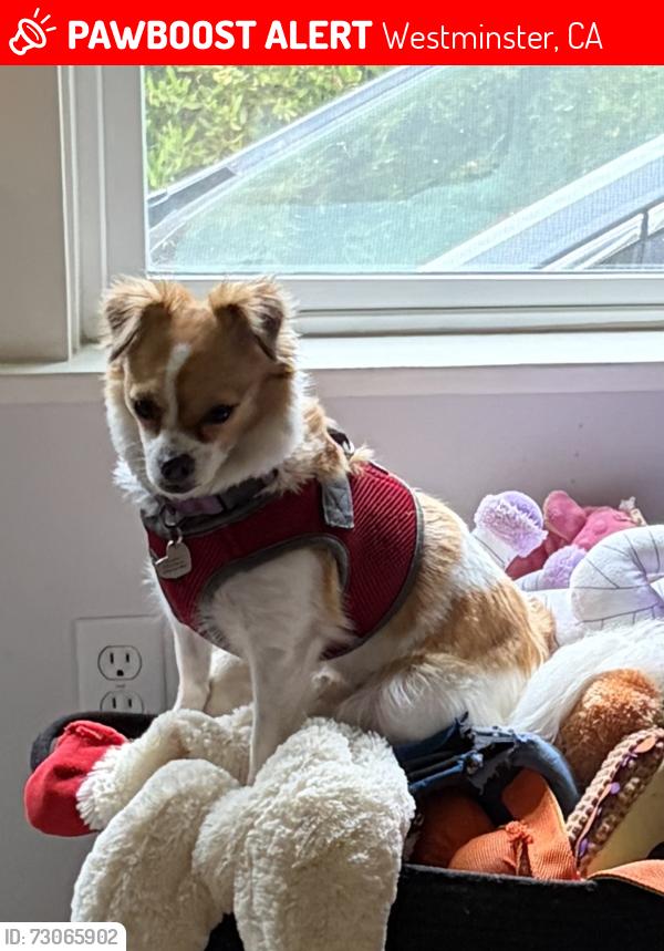 Lost Female Dog last seen Edwards and Maple, near CubeSmart Self Storage, Westminster, CA 92683