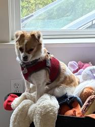 Lost Female Dog last seen Edwards and Maple, near CubeSmart Self Storage, Westminster, CA 92683