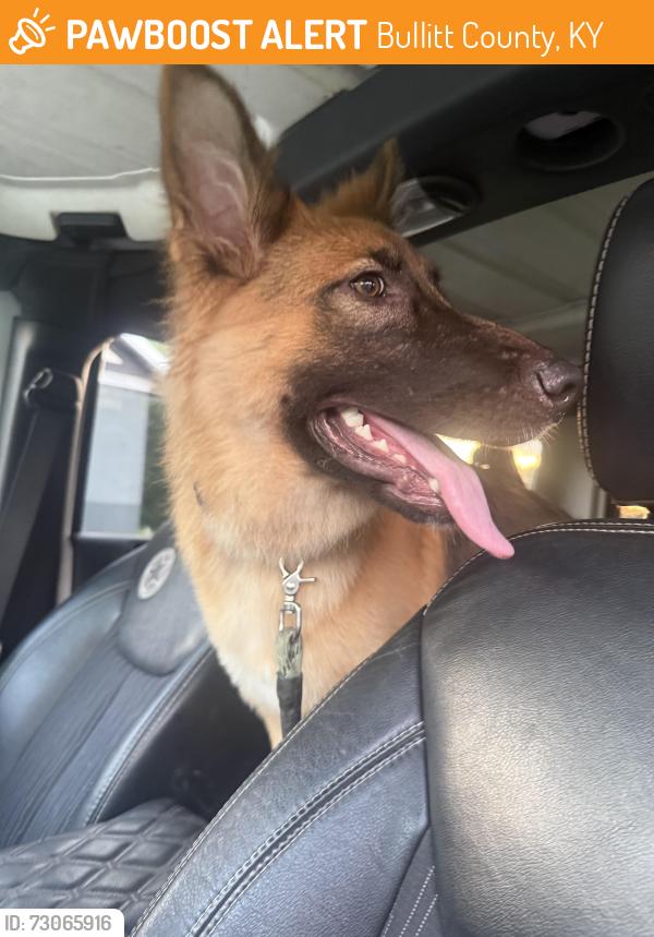 Found/Stray Female Dog last seen Belmont Road, Bullitt County, KY 40150