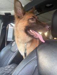 Found/Stray Female Dog last seen Belmont Road, Bullitt County, KY 40150