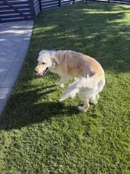 Found/Stray Male Dog last seen Albion / Narvaez, San Jose, CA 95136