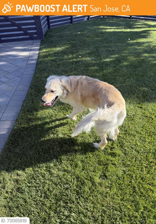 Found/Stray Male Dog last seen Albion / Narvaez, San Jose, CA 95136