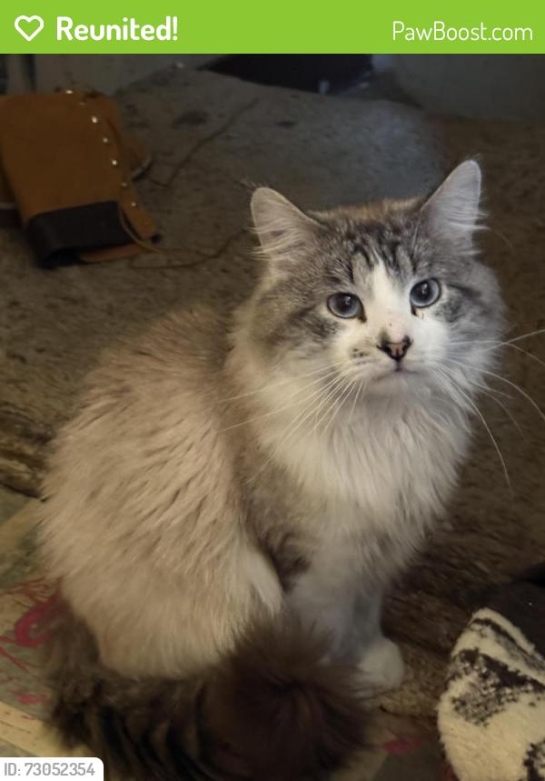 Reunited Male Cat last seen 3rd and n cliff, Sioux Falls, SD 57103