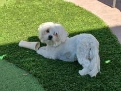 Lost Female Dog last seen Grant st, Concord, CA 94520