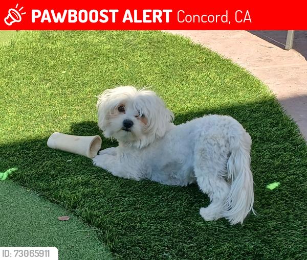 Lost Female Dog last seen Grant st, Concord, CA 94520