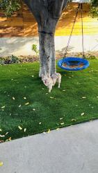 Found/Stray Female Dog last seen Townsite and Newport dr, Vista, CA 92084