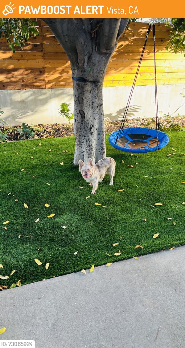 Found/Stray Female Dog last seen Townsite and Newport dr, Vista, CA 92084