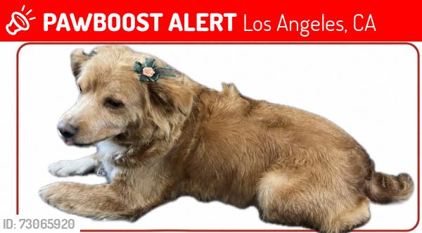 Lost Female Dog last seen Hoover, Los Angeles, CA 90044
