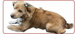 Lost Female Dog last seen Hoover, Los Angeles, CA 90044
