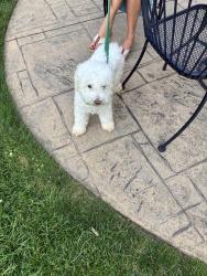 Found/Stray Female Dog last seen Near and Campbell royal oak, Royal Oak, MI 48073