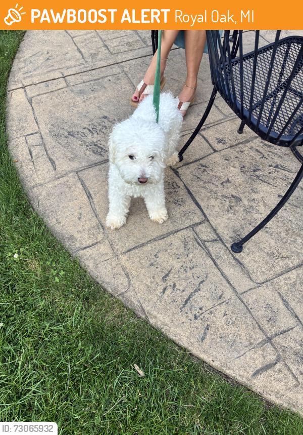 Found/Stray Female Dog last seen Near and Campbell royal oak, Royal Oak, MI 48073