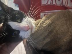 Reunited Female Cat last seen Terranova Deli, between Hutton and Summit , Jersey City, NJ 07307