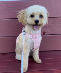 Reunited Female Dog last seen Cardenas harder rd, Hayward, CA 94544