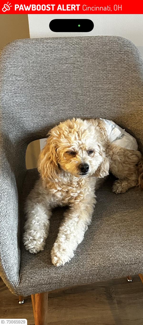 Lost Female Dog last seen Anderson twp Ohio, Cincinnati, OH 45255