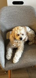 Lost Female Dog last seen Anderson twp Ohio, Cincinnati, OH 45255