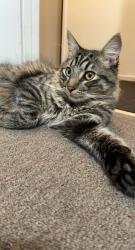 Lost Male Cat last seen Telephone Rd, Ventura, CA 93004