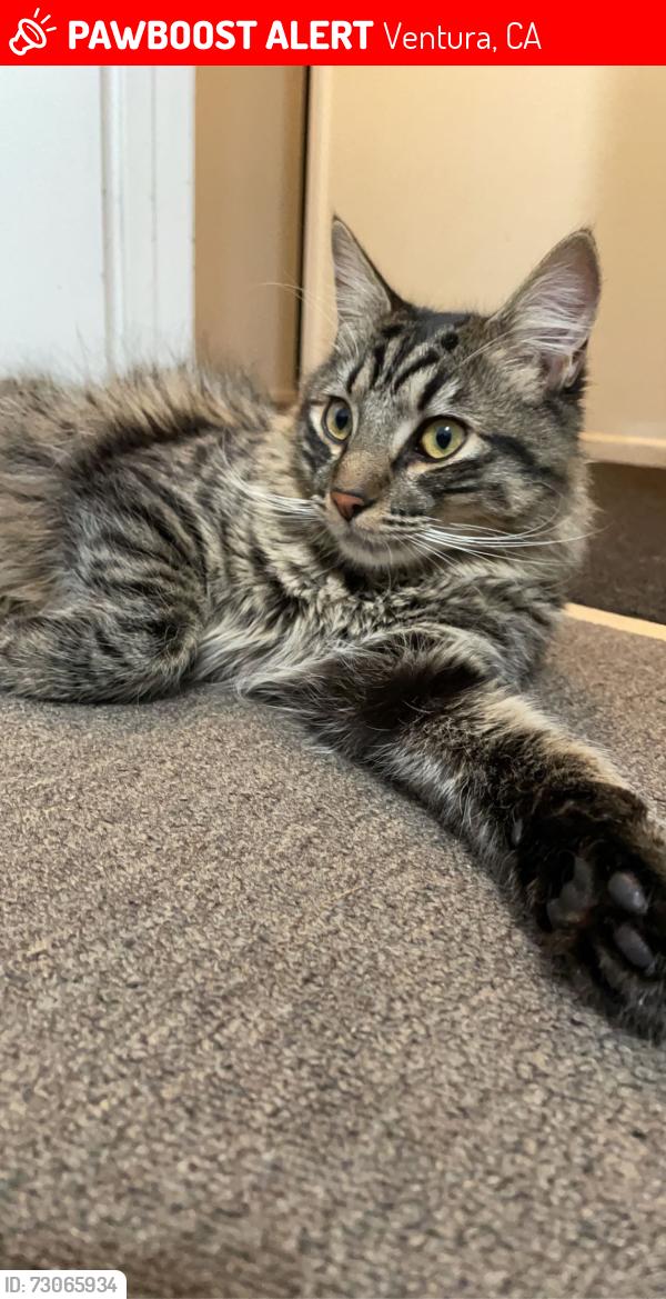Lost Male Cat last seen Telephone Rd, Ventura, CA 93004