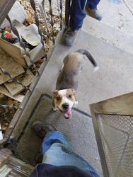 Found/Stray Female Dog last seen North Z Boaz Park, Fort Worth, TX 76116