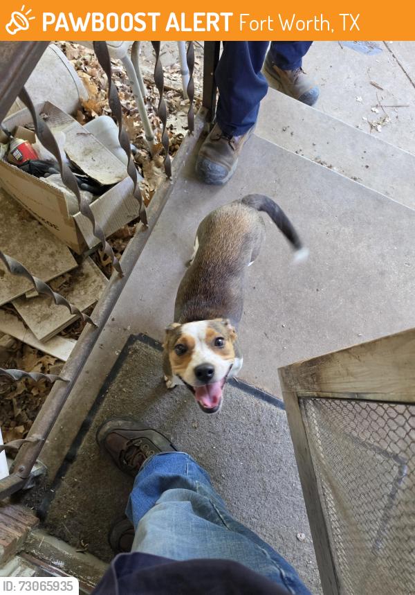 Found/Stray Female Dog last seen North Z Boaz Park, Fort Worth, TX 76116
