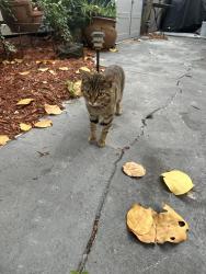 Found/Stray Male Cat last seen Near N. E. 10th Ave. Pompano, Pompano Beach, FL 33060