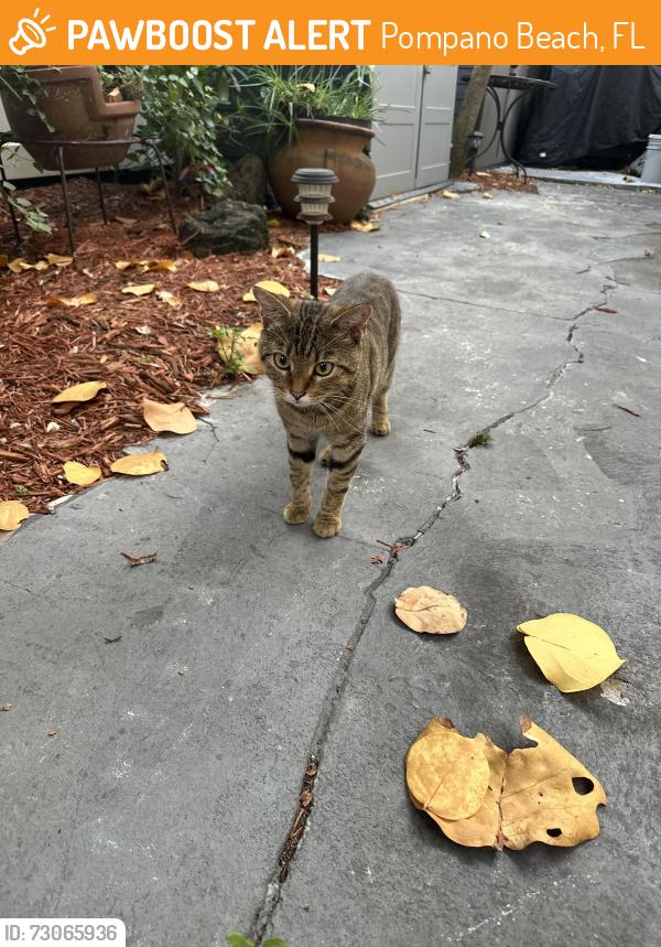 Found/Stray Male Cat last seen Near N. E. 10th Ave. Pompano, Pompano Beach, FL 33060