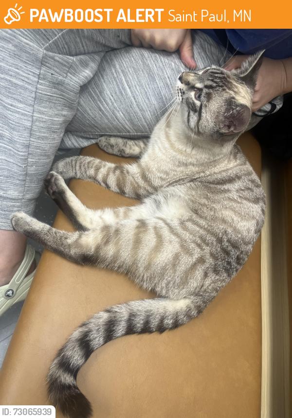 Found/Stray Male Cat last seen Montreal Ave and West 7th Street, Saint Paul, MN 55116