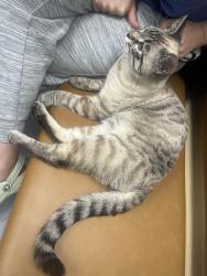 Found/Stray Male Cat last seen Montreal Ave and West 7th Street, Saint Paul, MN 55116