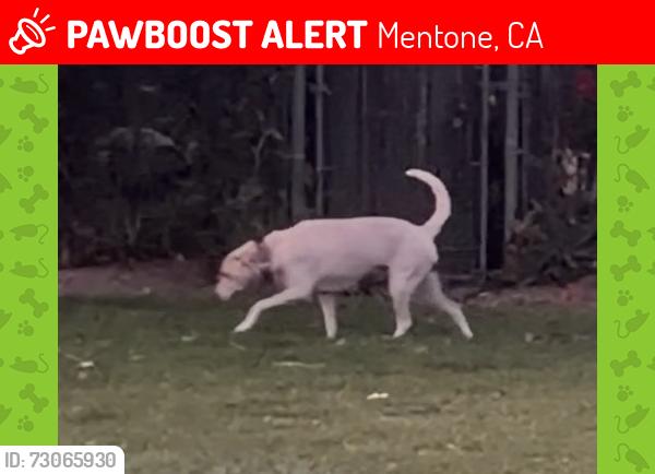 Lost Female Cat last seen Garnet av and greenspot, Mentone, CA 92359