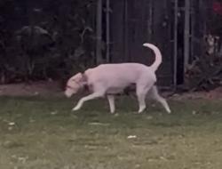 Lost Female Cat last seen Garnet av and greenspot, Mentone, CA 92359