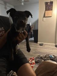 Found/Stray Male Dog last seen Near belle Boulevard, Oklahoma City, OK 73118