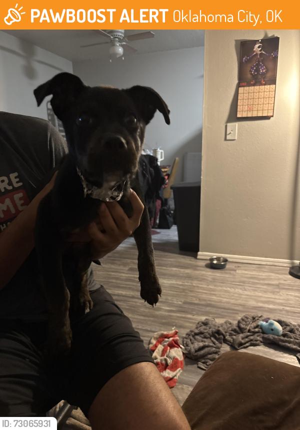 Found/Stray Male Dog last seen Near belle Boulevard, Oklahoma City, OK 73118