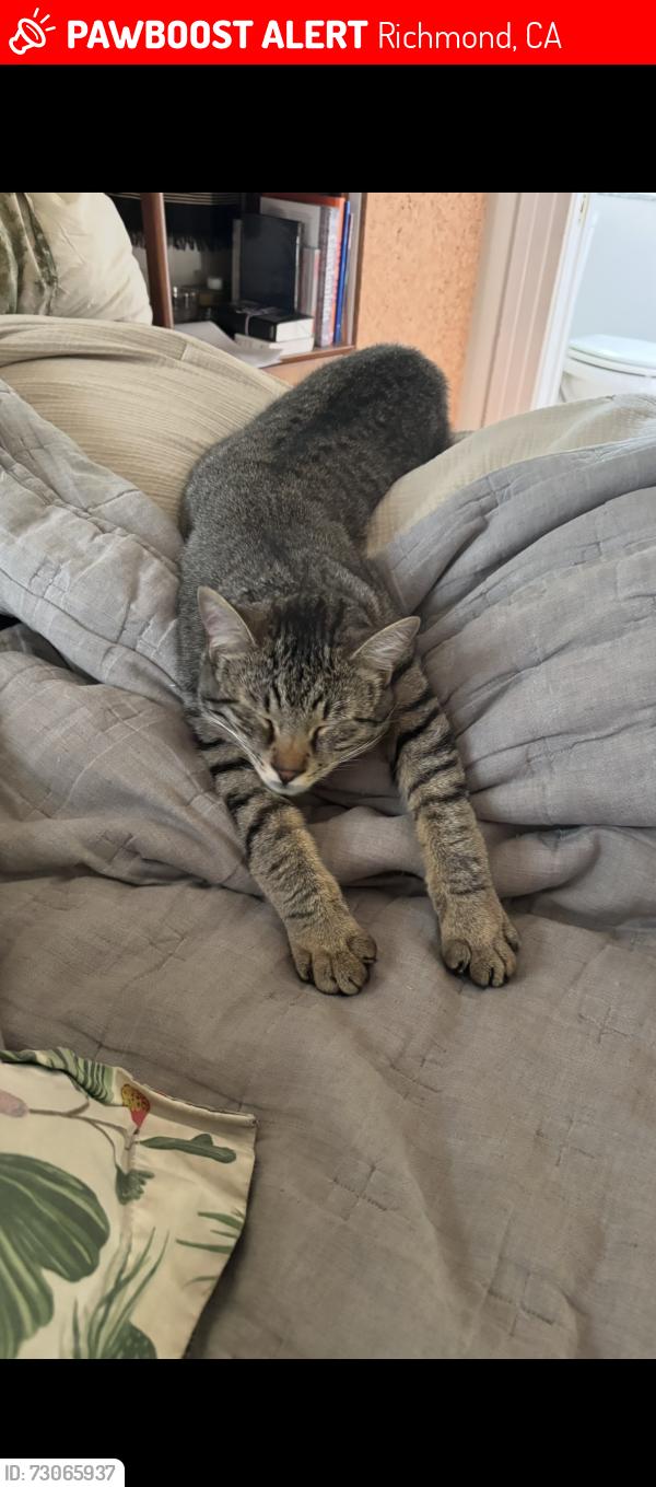 Lost Male Cat last seen The end of Cliffside Court in Point Richmond, Richmond, CA 94801