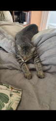 Lost Male Cat last seen The end of Cliffside Court in Point Richmond, Richmond, CA 94801