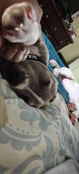 Reunited Male Dog last seen Marin st Monterey st, Vallejo, CA 94590