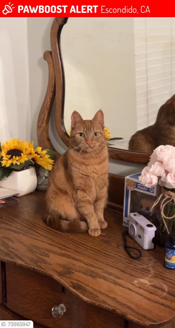 Lost Female Cat last seen Broadway and north ave, Escondido, CA 92026