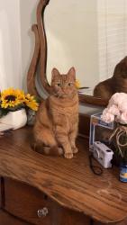 Lost Female Cat last seen Broadway and north ave, Escondido, CA 92026